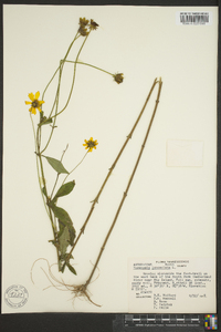 Coreopsis lanceolata image