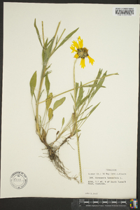 Coreopsis lanceolata image