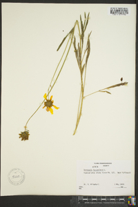 Coreopsis lanceolata image