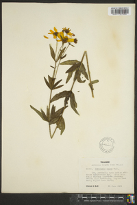 Coreopsis major image