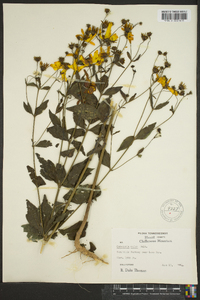 Coreopsis major image