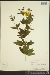 Coreopsis major image