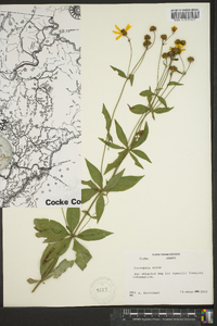 Coreopsis major image