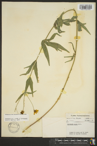 Coreopsis major image