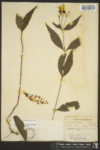 Coreopsis major image