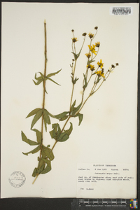 Coreopsis major image