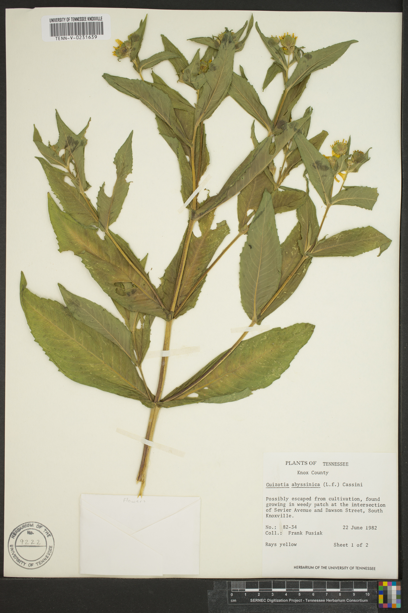 Guizotia abyssinica image