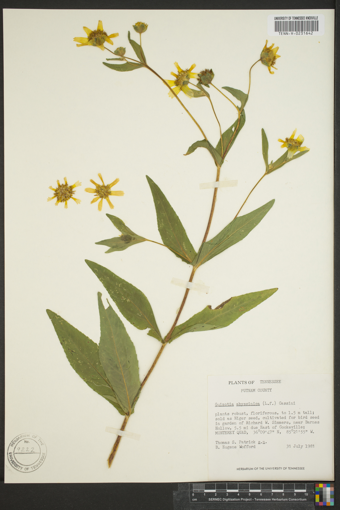 Guizotia abyssinica image