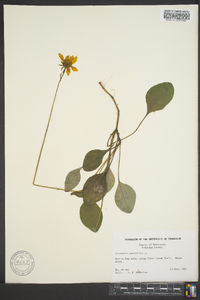 Coreopsis auriculata image