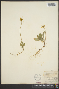 Coreopsis auriculata image