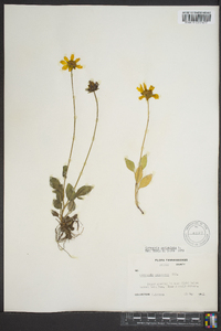 Coreopsis auriculata image