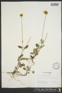 Coreopsis auriculata image