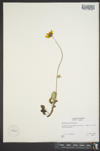 Coreopsis auriculata image