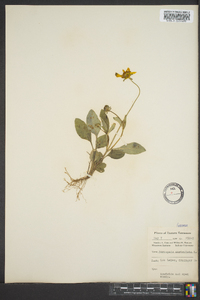 Coreopsis auriculata image