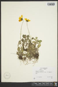 Coreopsis auriculata image