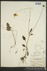 Coreopsis auriculata image