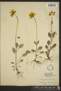 Coreopsis auriculata image