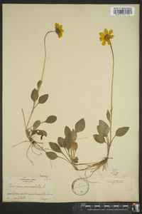 Coreopsis auriculata image