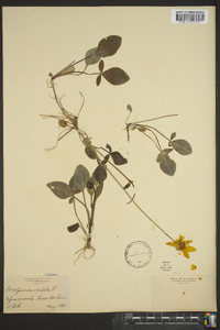 Coreopsis auriculata image