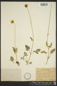 Coreopsis auriculata image