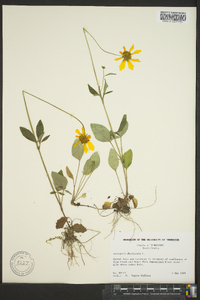 Coreopsis auriculata image