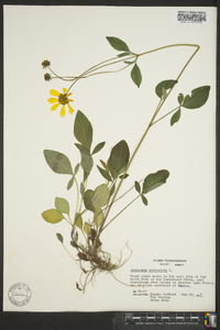 Coreopsis auriculata image