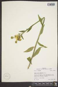 Verbesina helianthoides image