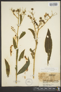 Verbesina alternifolia image