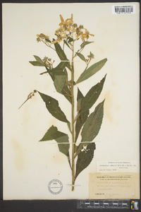 Verbesina alternifolia image