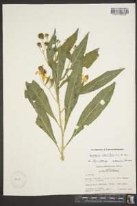 Verbesina alternifolia image