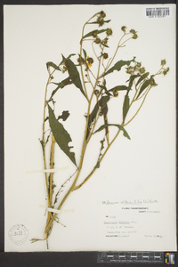 Verbesina alternifolia image