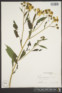 Verbesina alternifolia image