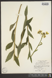 Verbesina helianthoides image