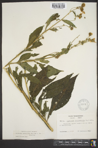 Verbesina alternifolia image