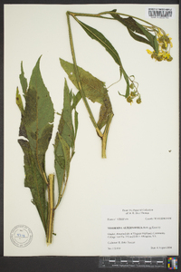 Verbesina alternifolia image