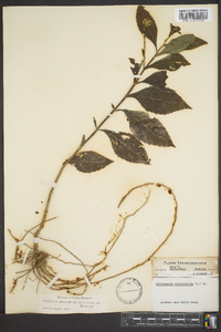 Verbesina alternifolia image