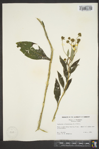 Verbesina alternifolia image