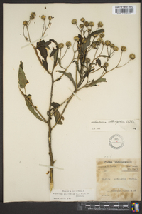 Verbesina alternifolia image