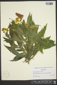 Verbesina alternifolia image