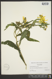 Verbesina alternifolia image