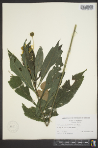 Verbesina alternifolia image