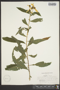 Verbesina alternifolia image