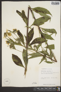 Helianthus giganteus image