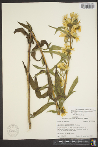 Helianthus grosseserratus image