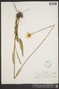 Helianthus heterophyllus image