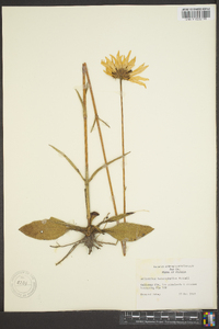 Helianthus heterophyllus image