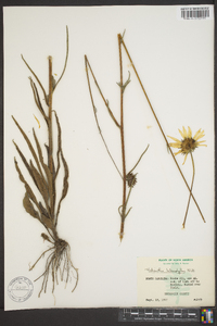 Helianthus heterophyllus image