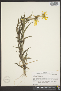 Helianthus strumosus image