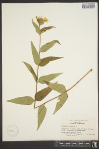 Helianthus strumosus image