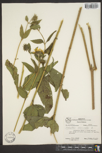 Helianthus hirsutus image